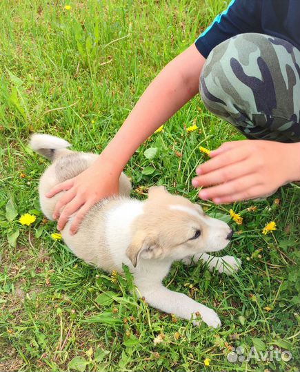 Щенки лайки