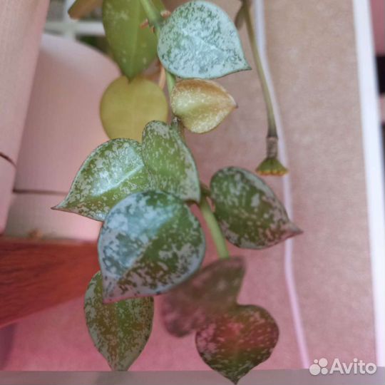 Хойи сортовые