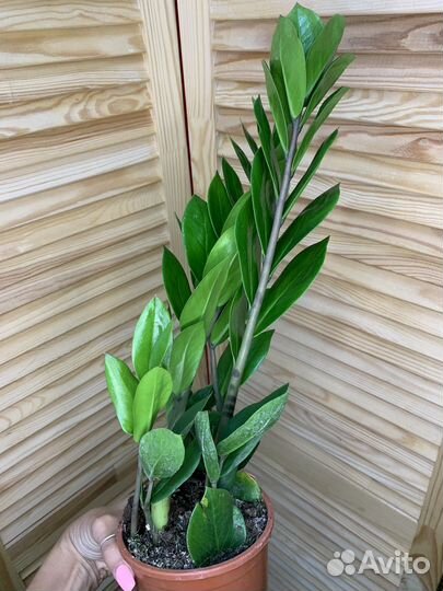 Замиокулькас