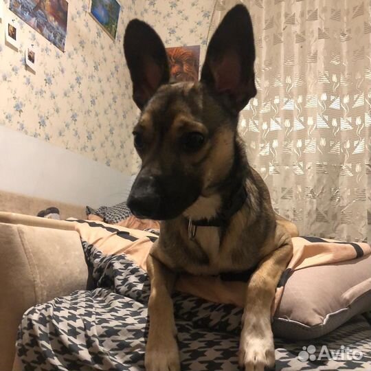 Добрый и отзывчивый пес по кличке 