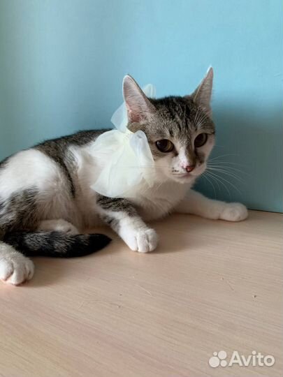 Котенок девочка,в добрые руки, трёхцветная