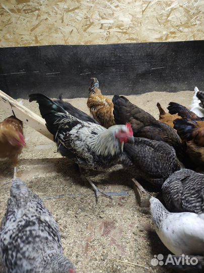 Молодые петухи