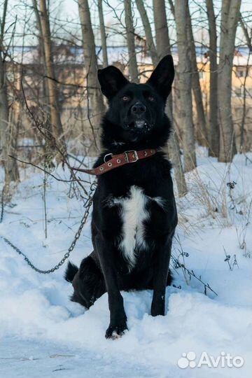 Собака Тина