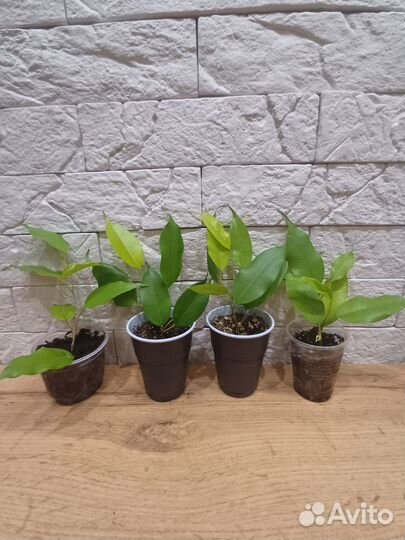 Фикусята сортовые