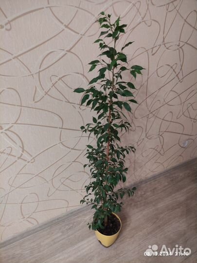 Фикус бенджамина большой