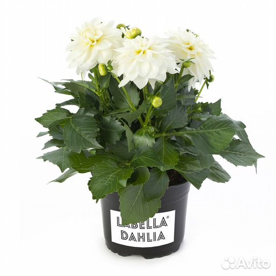 Георгины на черенкование в зиму раздаю