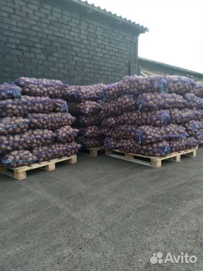 Картофель оптом