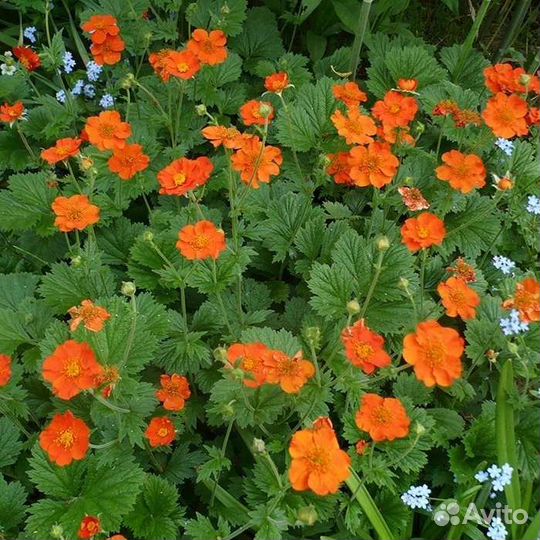 Многолетники садовые