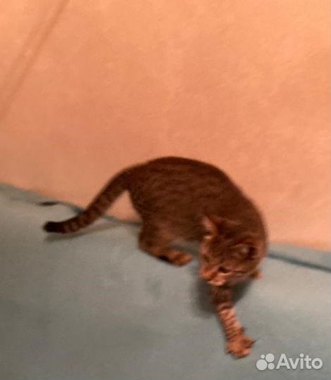 Котенок в добрые руки