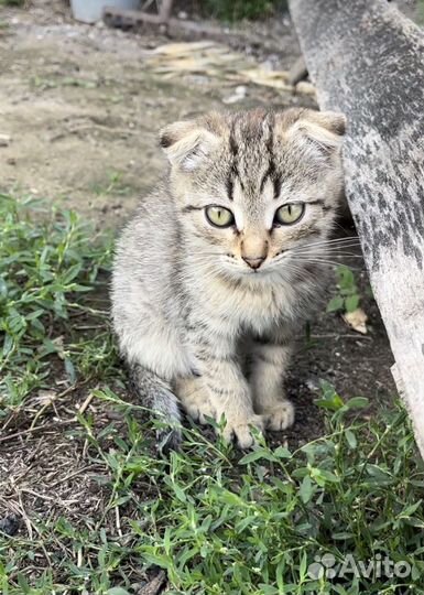 Шотландский вислоухий котенок мальчик бесплатно