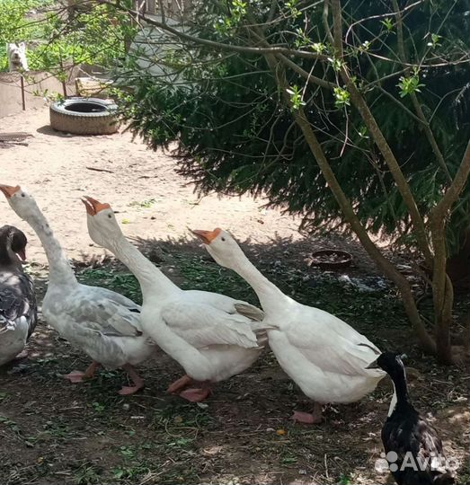 Гусаки Холмогоры обмен