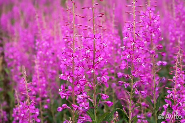 Иван-чай кипрей