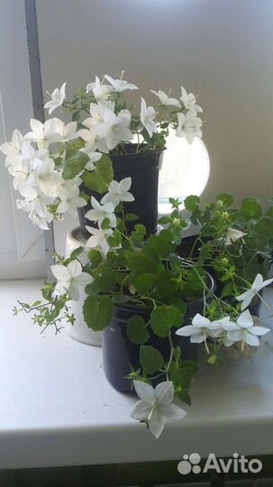 Кампанула (жених и невеста)