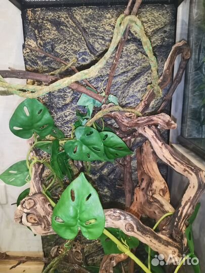 Террариум для рептилий бу