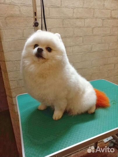 Стрижка собак и кошек