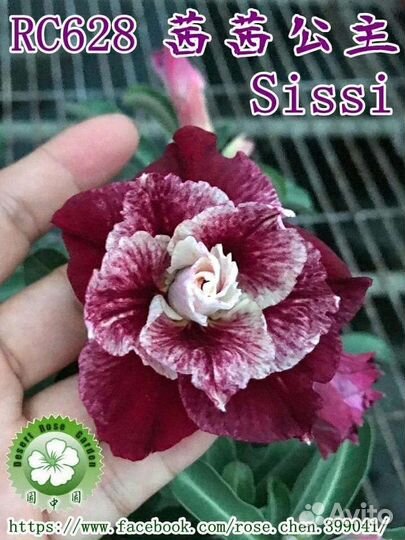 Адениум Sissi