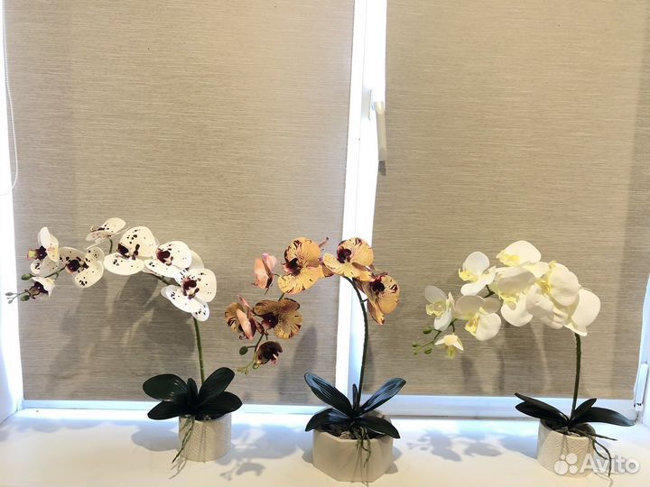 Монстера, пальма,эвкалипт, орхидеи, фикус