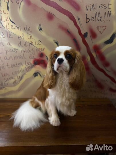 Услуги грумера