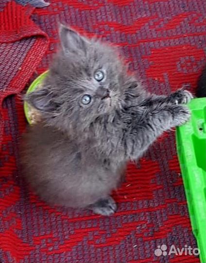 Котик бесплатно