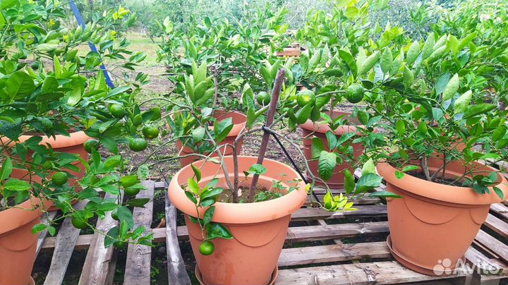 Лимонное дерево,мандарин