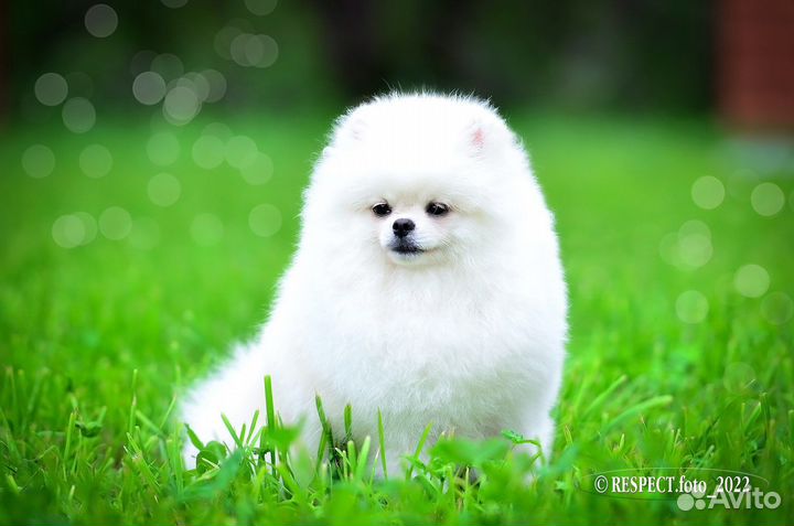 Померанский шпиц медвежьего типа