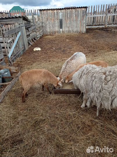 Катумские баранчик и ярочки