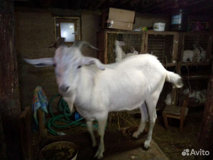 Коза и козел