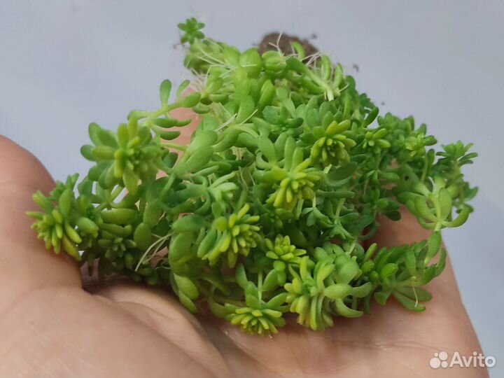 Седум очиток sedum суккуленты