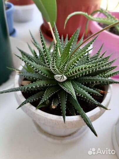 Суккуленты