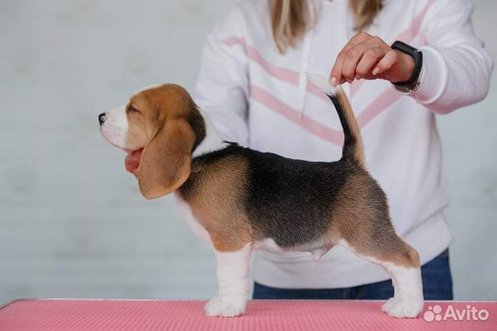 Щенки бигль