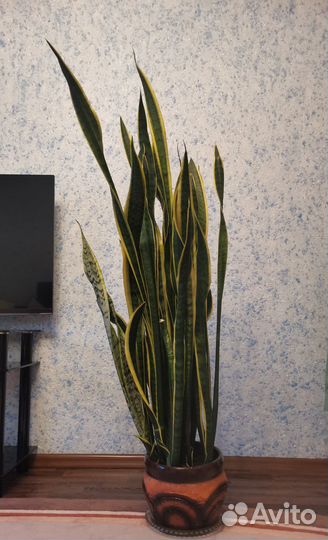 Сансевиерия