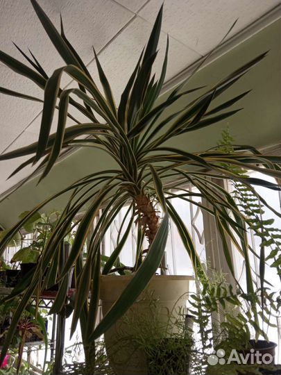 Юкка пестролистная