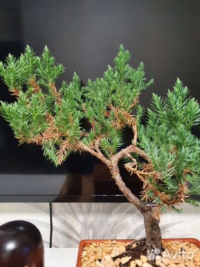 Бонсай из можжевельника