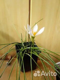 Зефирантес выскочка