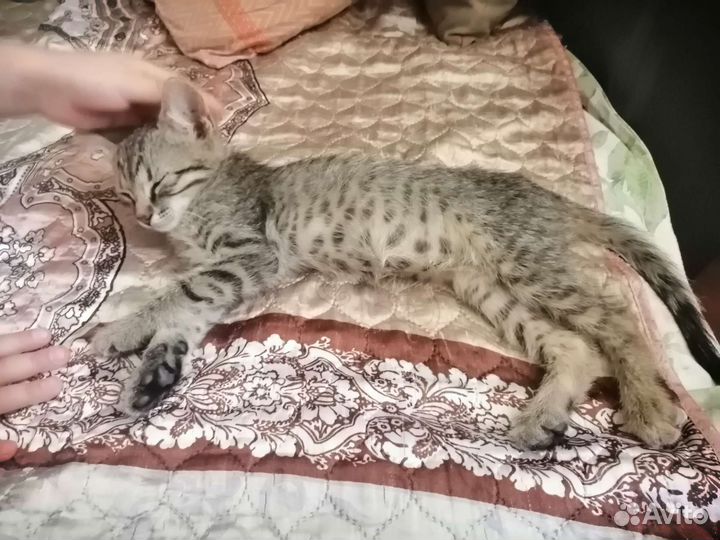 Кошка в дар