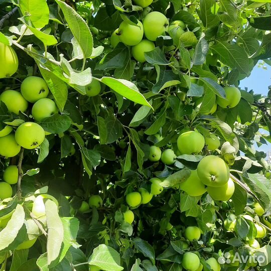 Яблоки самовывозом с дачи
