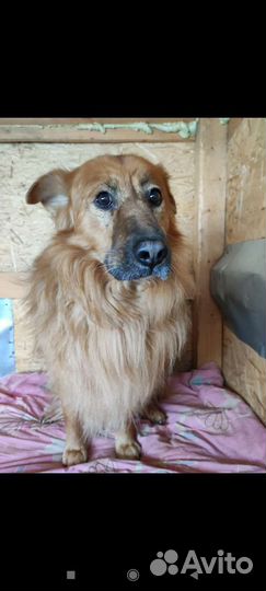 Собака Рыжик пушистик ищет дом и своего человека