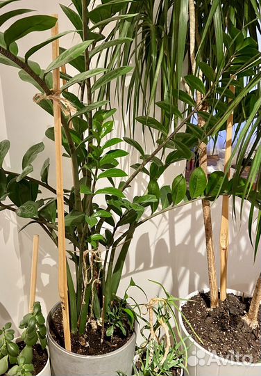 Бамбуковые стержни для подвязки растений