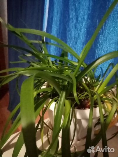 Продам цветы комнатные