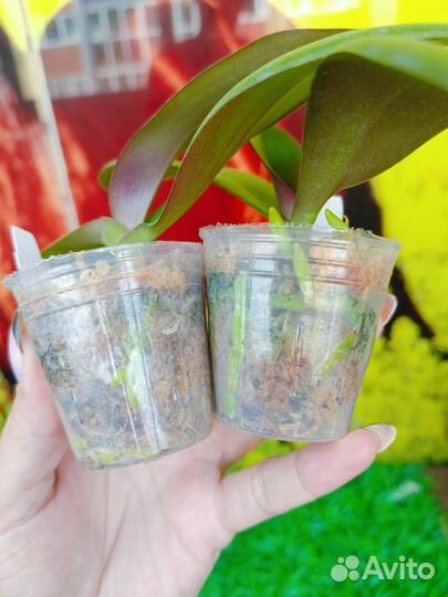 Орхидея фаленопсис биг лип