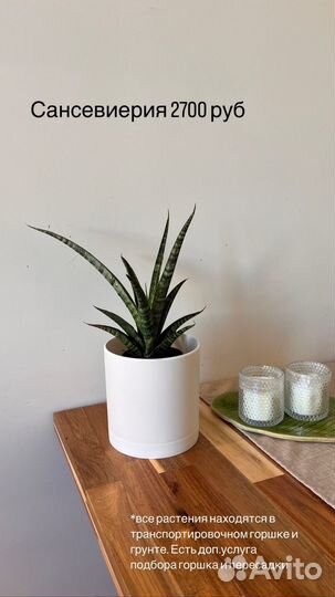 Комнатные растения: хамедорея, сансевиерия