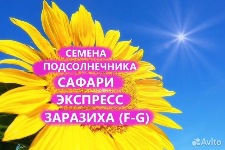 Семена подсолнечника Сафари Экспресс Гибриды