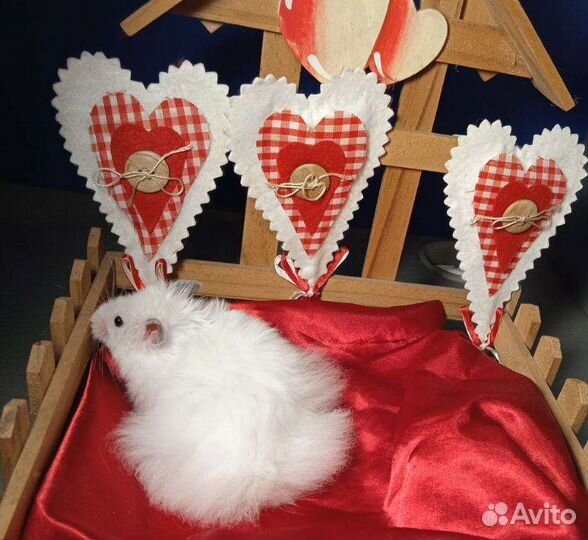 Хомяк сатин, длинношёрстные ангора