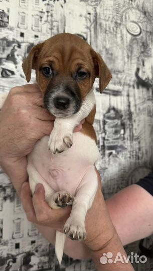 Щенки джек рассел терьер