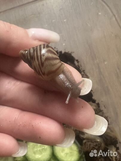 Улитята ахатины