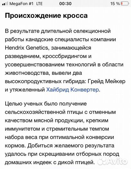 Индюшата Хайбрид Грейд Мейкер