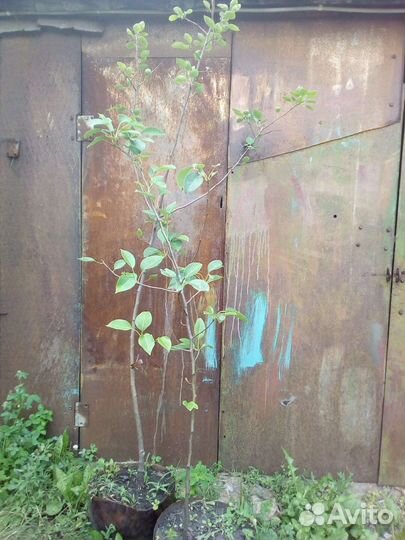 Саженцы груши