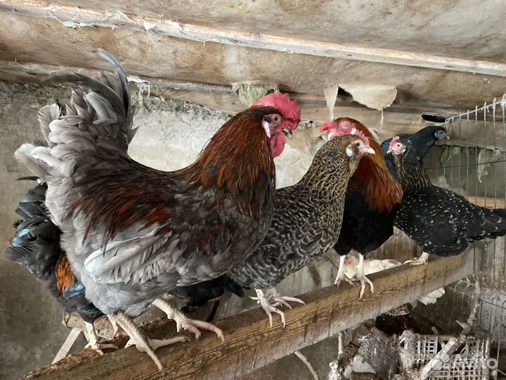 Несушки молодки