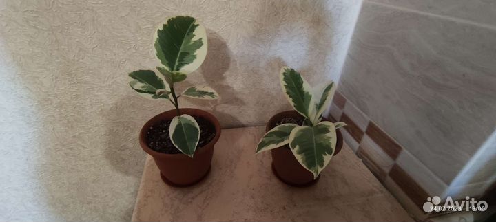 Фикус эластика Тинеке