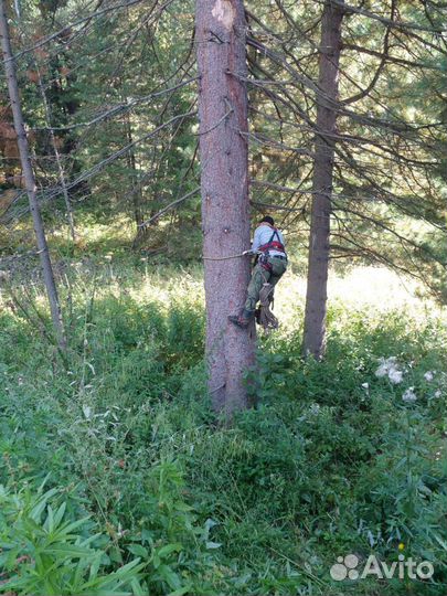 Спил деревьев